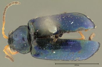 Media type: image;   Entomology 4342 Aspect: habitus dorsal view
